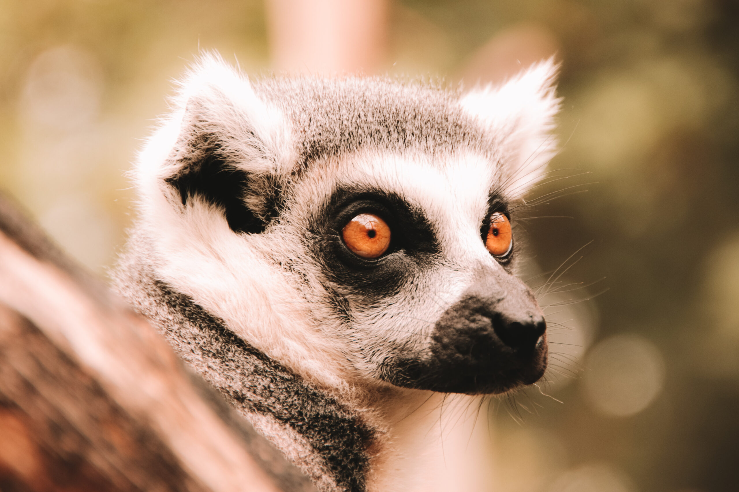 Ring-tailed lemur